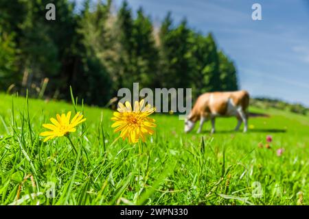 Grazing cow on a mountain meadow in the Alps [M] Stock Photo