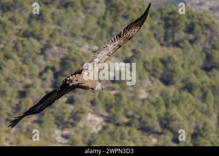 Flying griffon vulture, Gyps fulvus, with branches in its beak for nest making. Alcoy, Spain Stock Photo