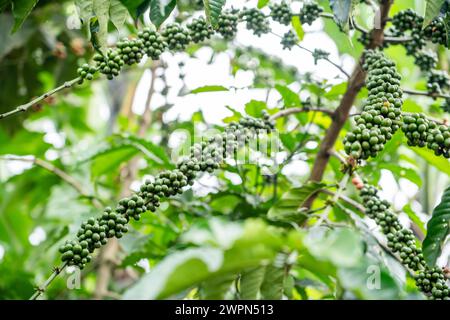 Coffee beans growing on plant in Bwindi, Uganda Stock Photo