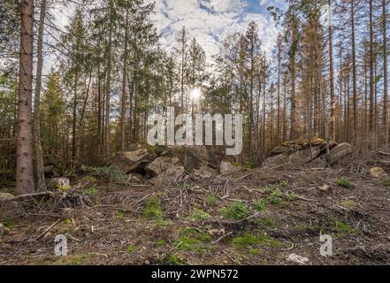 Germany, Saxony-Anhalt, Harz district, Dying spruces in the Harz National Park Stock Photo