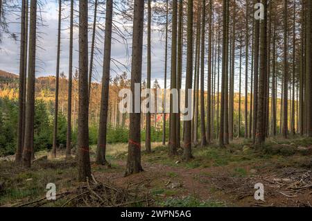 Germany, Saxony-Anhalt, Harz district, Dead spruce trees marked for removal in the Harz National Park Stock Photo