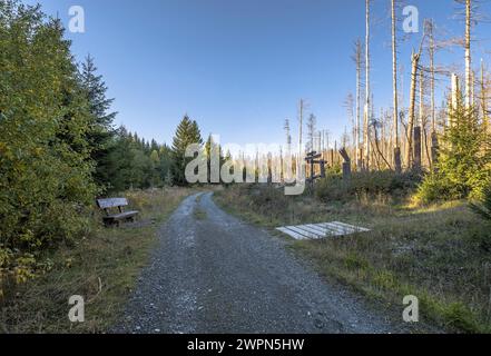 Germany, Saxony-Anhalt, Harz district, Dead and regrowing spruce trees in the Harz National Park Stock Photo