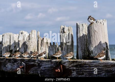 Turnstone sitting on a breakwater Norderney beach, the sea in the background, sunny day Stock Photo