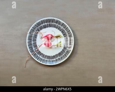Two freshly harvested red radishes with root and greens on a plate Stock Photo