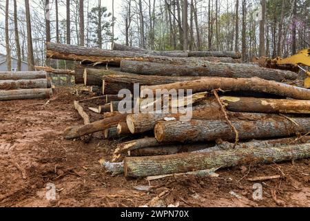 Tree logs from newly cut forest are stacked in order to be sent to sawmill Stock Photo