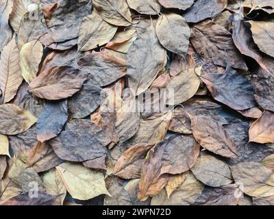 Dried autumn leaves from various trees lie close together like a carpet of leaves Stock Photo