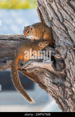 Two African bristly ground squirrels on a branch in front of their tree den in Etosha National Park, Namibia, Africa Stock Photo