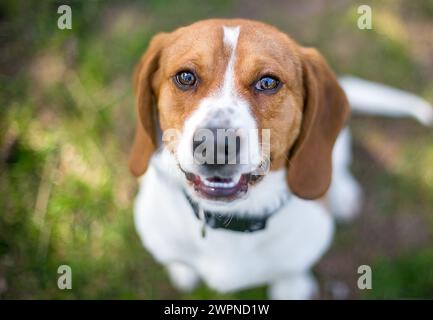 A Beagle mixed breed dog sitting outdoors and looking up at the camera Stock Photo