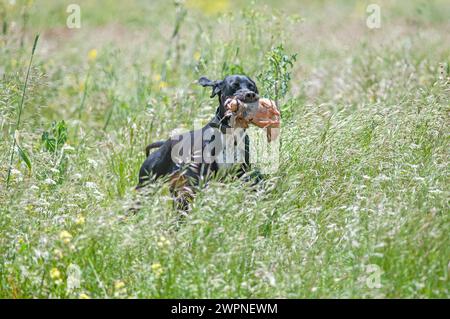 A black-coloured hunting dog takes the bird in its mouth to the hunter. Chukar Partridge Stock Photo