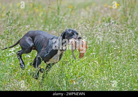 A black-coloured hunting dog takes the bird in its mouth to the hunter. Chukar Partridge Stock Photo