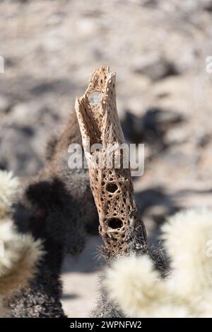 Dried skeleton of teddy bear cholla cactus stalk with holes, still standing in Joshua Tree National Park, in the Colorado Desert area, Cactus Garden, Stock Photo