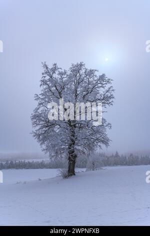 Germany, Bavaria, Upper Bavaria, Pfaffenwinkel, Penzberg, district of Sankt Johannisrain, winter landscape with oak trees in the fog Stock Photo