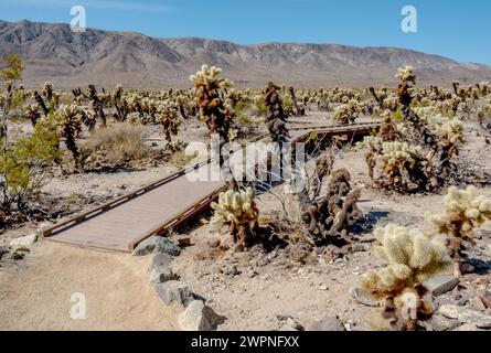 A wheelchair accessible path leads through the teddy bear cholla cactus garden in Joshua Tree National Park. Trail is packed sand and part boardwalk. Stock Photo