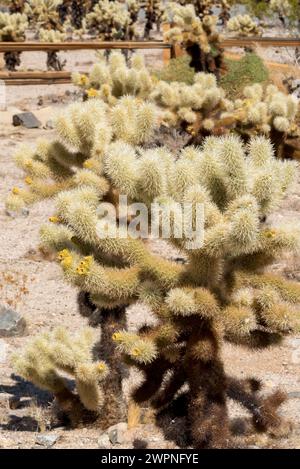A teddy bear cactus or cholla with flowering buds just starting to bloom in spring at Joshua Tree National Park, Cholla Cactus Garden nature trail. Stock Photo