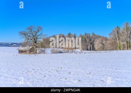 Germany, Bavaria, Tölzer Land, Münsing, district Ambach, winter landscape with wild geese Stock Photo