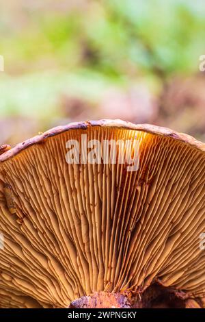 Close-up of mushrooms, mushroom cap from below Stock Photo