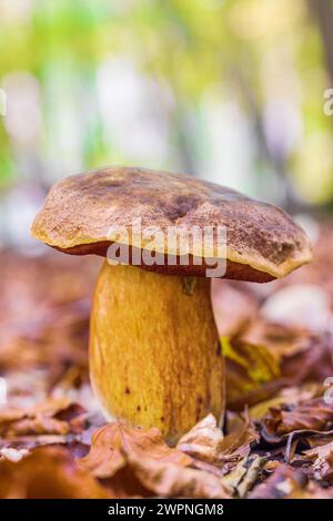 Chestnut mushroom with brown cap, Imleria badia Stock Photo