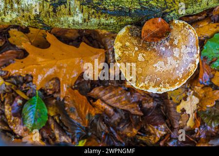 Birch spore on dead wood, nature in detail Stock Photo