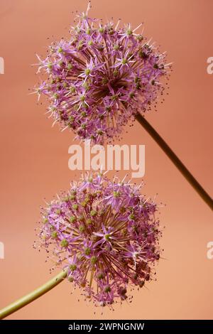 onion flower on orange background Allium stipitatum Stock Photo