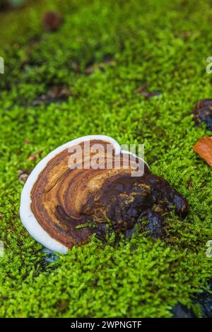 Tinder fungus (Fomes fomentarius) on the trunk of a fallen beech, dead wood Stock Photo