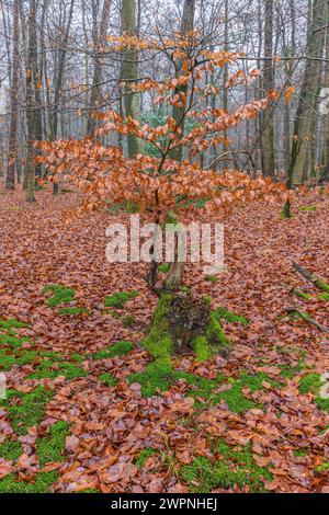Transience and new life in the beech forest, new things grow from old wood Stock Photo