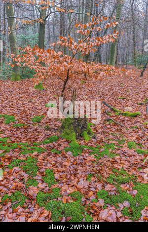 Transience and new life in the beech forest, new things grow from old wood Stock Photo