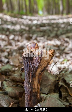 Garden snail crawling over trunk at poplar plantation. Ground view Stock Photo