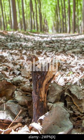 Garden snail crawling over trunk at poplar plantation. Ground view Stock Photo