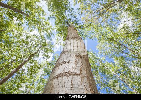 Poplar trunk seen from floor. Poplar biomass production concept Stock Photo