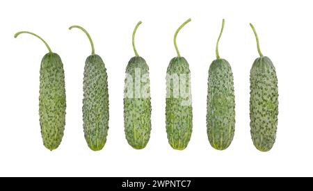 fresh pickling cucumber path isolated on white Stock Photo