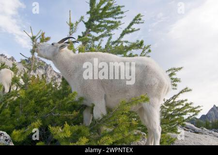 Mountain goat Oreamnos americanus in the Enchantments Alpine Lakes Wilderness Cascade Range western Washington State USA Stock Photo