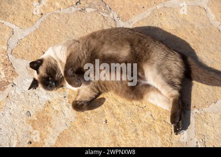 Cat lying on the ground and resting in the midday sun Stock Photo
