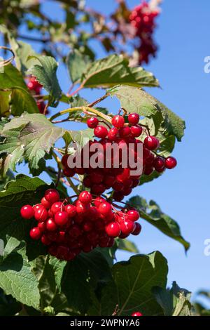 Viburnum ordinary. Viburnum branches with red berries and leaves, Viburnum vulgaris, against a blue sky in late summer on a sunny day. Bunches of red Stock Photo