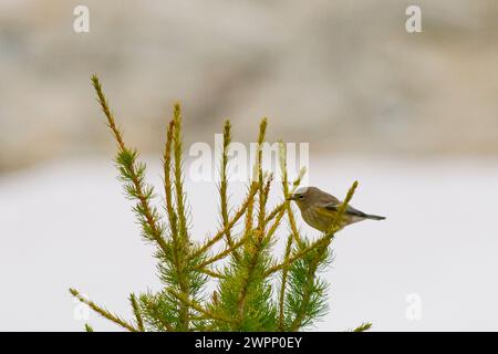 Ruby-crowned Kinglet Corthylio calendula currucoides perched in Larch trees Alpine Lakes Wilderness in Washington State Stock Photo