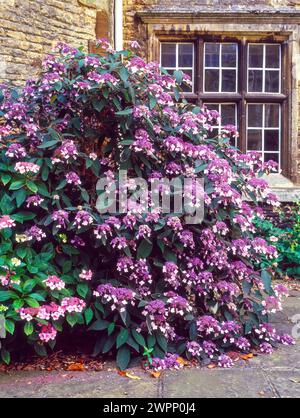 Hydrangea villosa 'Velvet and Lace' plant in full bloom Castle Ashby gardens, England, UK Stock Photo