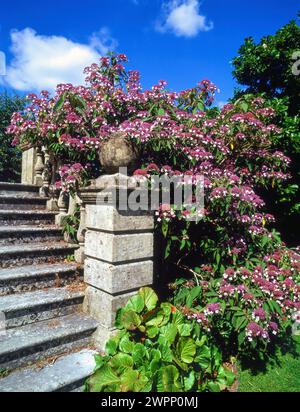 Hydrangea villosa 'Velvet and Lace' plant in full bloom and growing by ornate stone garden steps with balustrade in English garden, England, UK Stock Photo