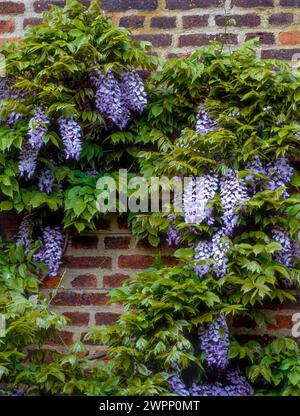 Wire trained Wisteria climber with lilac blue flowers growing against old flush pointed brown brick wall, England, UK Stock Photo