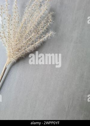 Dried pampas grass with dried flowers against a light gray background Stock Photo