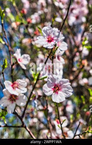 Blossoms of an almond tree (Prunus amygdalus, syn. Prunus dulcis) Stock Photo