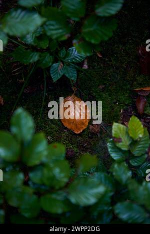 damp beech leaf on the forest floor between green branches Stock Photo