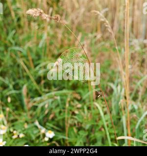 Cobwebs on the blade of grass Stock Photo
