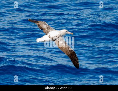 A Southern Royal Albatross (Diomedea epomophora) flying over ocean. Antarctica. Stock Photo