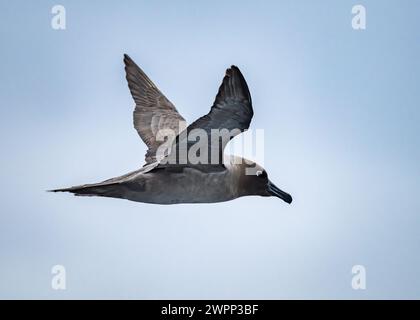 A Light-mantled Albatross (Phoebetria palpebrata) flying in sky. Antarctica. Stock Photo