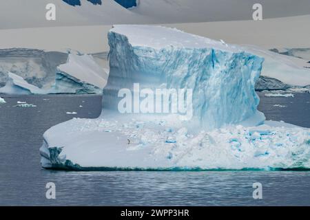 A lone Emperor Penguin (Aptenodytes forsteri) on an Iceberg on the coast of Antarctica. Stock Photo