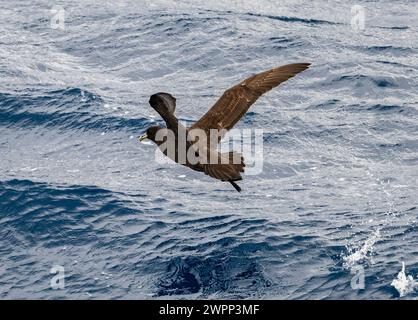 A White-chinned Petrel (Procellaria aequinoctialis) flying over ocean. Antarctica. Stock Photo