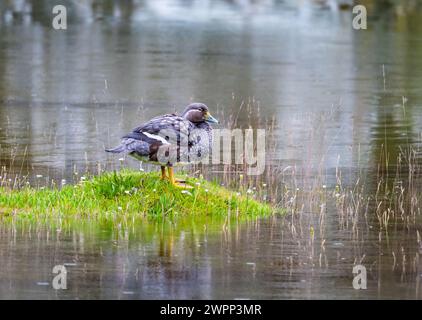 A Flying Steamer-Duck (Tachyeres patachonicus) standing by a lake. Ushuaia, Argentina. Stock Photo