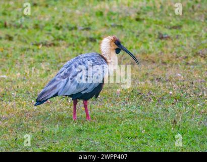 A Black-faced Ibis (Theristicus melanopis) walking on green grass. Ushuaia, Tierra del Fuego National Park, Argentina. Stock Photo