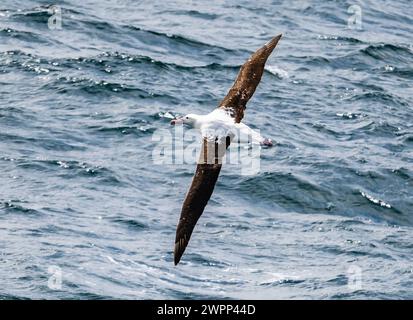 A Southern Royal Albatross (Diomedea epomophora) flying over ocean. Pacific Ocean, off the coast of Chile. Stock Photo