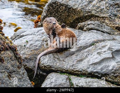 A Sea Otter (Enhydra lutris) rest on rock outcrop. Chile. Stock Photo