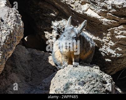 A Southern Viscacha (Lagidium viscacia) sitting on rocks. Central Chile. Stock Photo